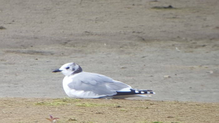 Sabine's Gull
