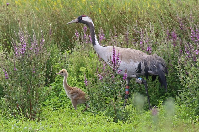 Common Crane