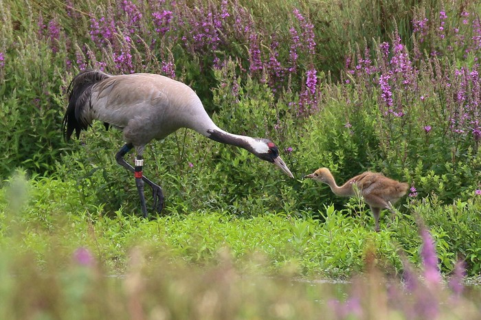 Common Crane