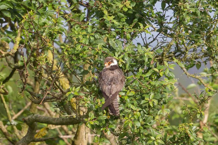 Amur Falcon