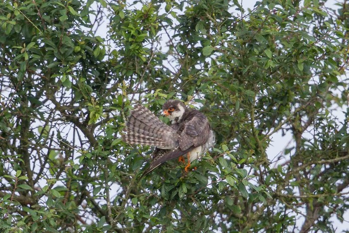 Amur Falcon
