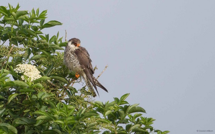 Amur Falcon
