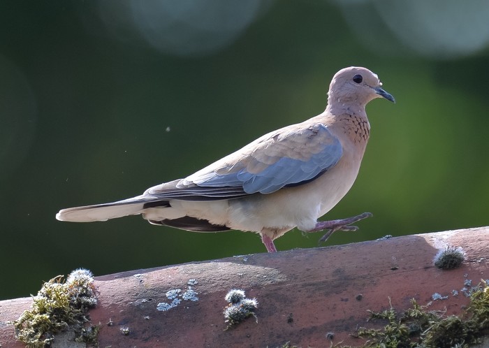 Laughing Dove