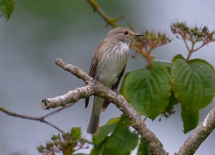 Spotted Flycatcher
