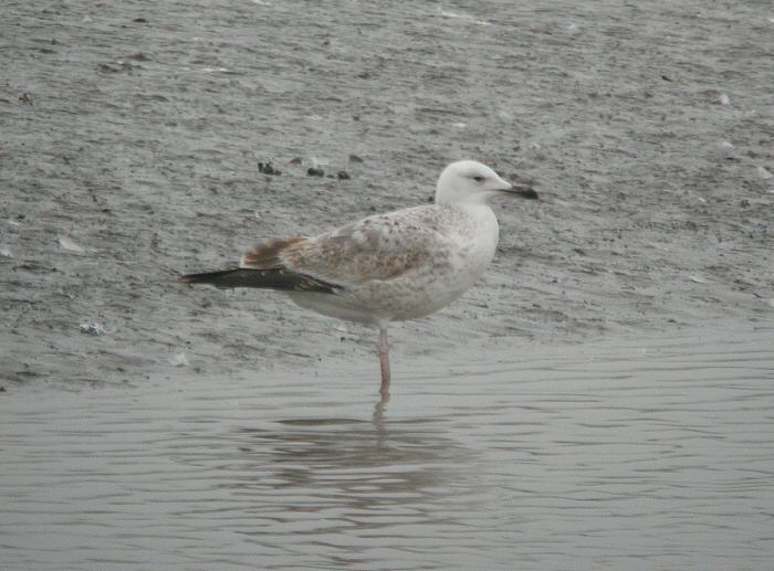 Caspian Gull