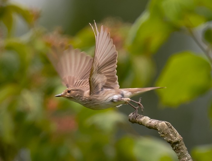 Spotted Flycatcher