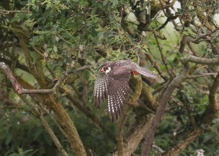 Amur Falcon
