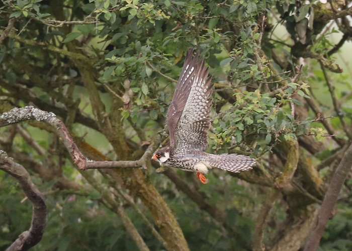 Amur Falcon