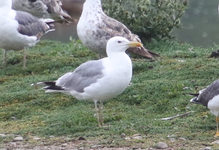Caspian Gull