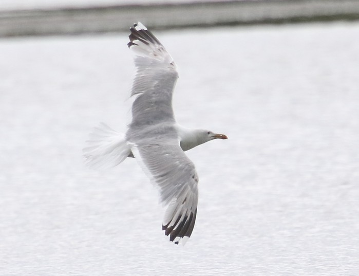 Caspian Gull