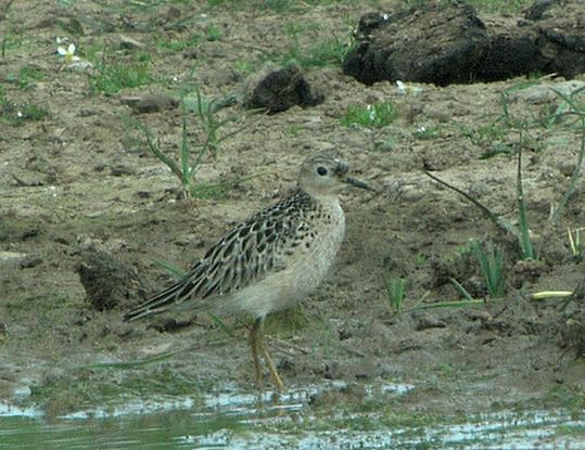 Buff-breasted Sandpiper
