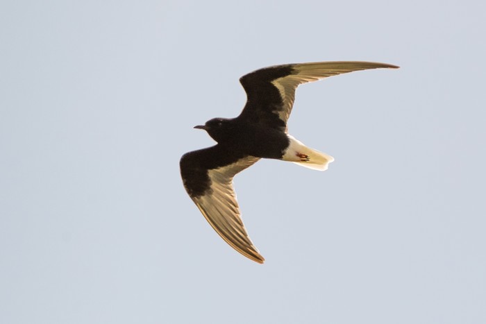 White-winged Black Tern