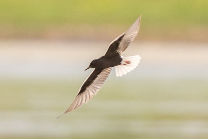 White-winged Black Tern