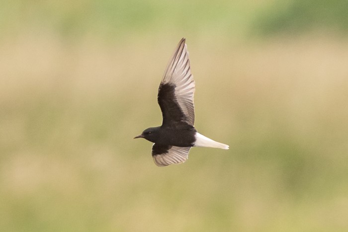 White-winged Black Tern