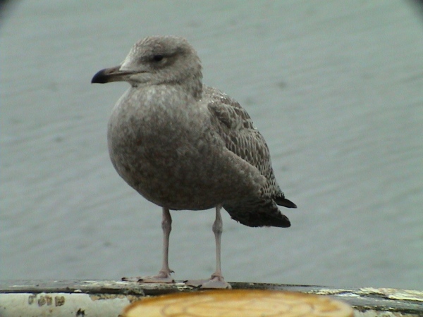 American Herring Gull