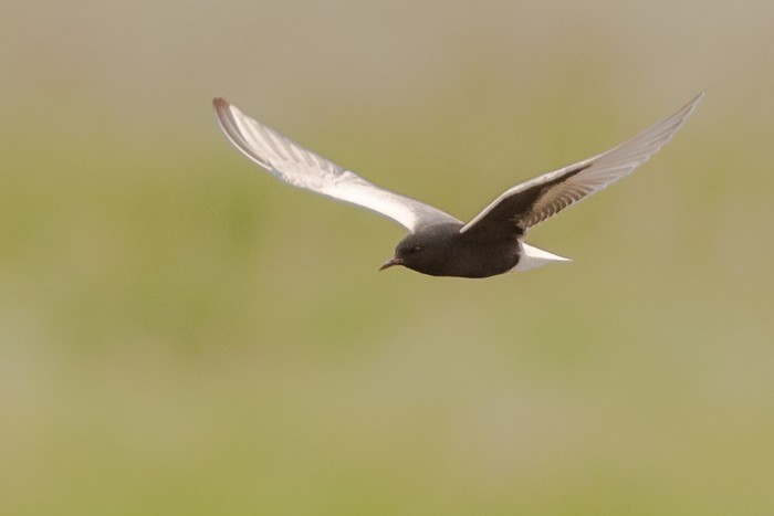 White-winged Black Tern