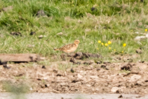 Buff-breasted Sandpiper