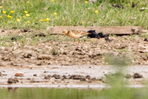 Buff-breasted Sandpiper