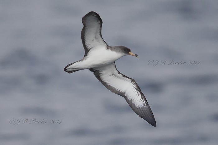 Cory's Shearwater