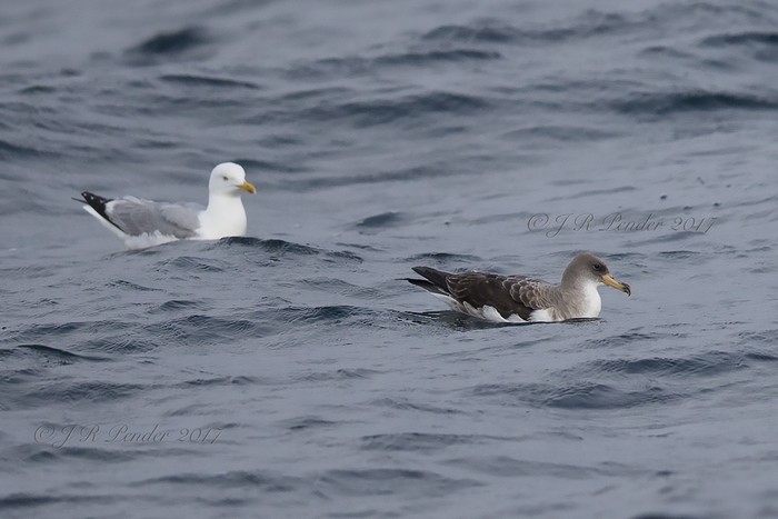 Cory's Shearwater