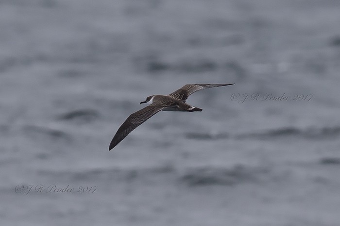 Great Shearwater