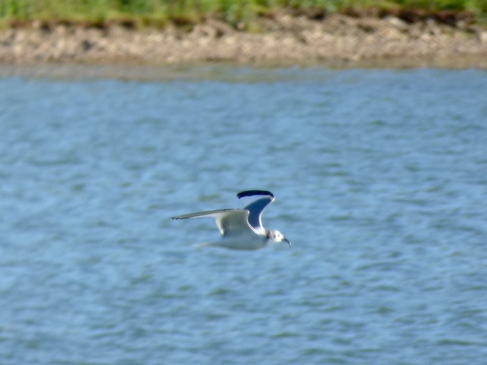 Sabine's Gull