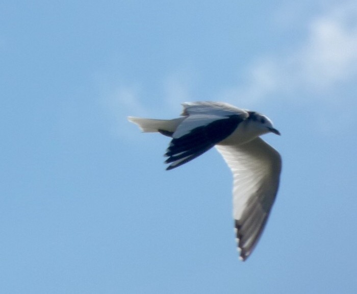 Sabine's Gull