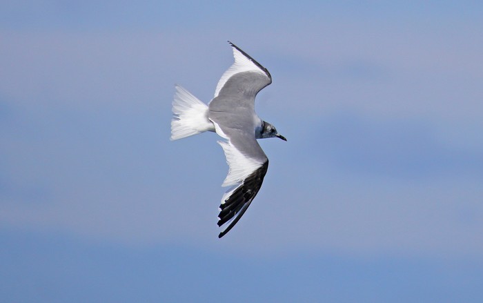 Sabine's Gull