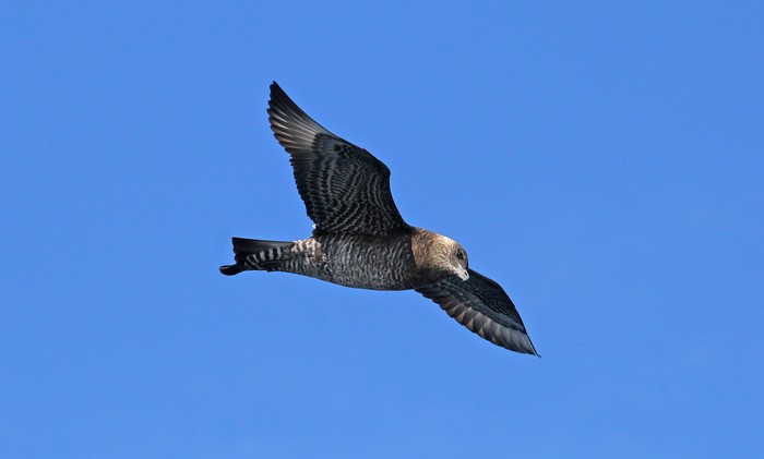 Pomarine Skua