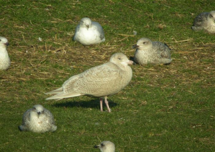 Glaucous Gull