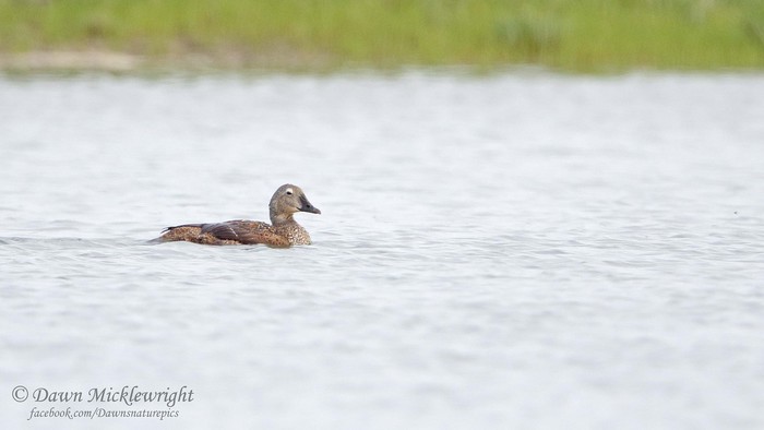 King Eider
