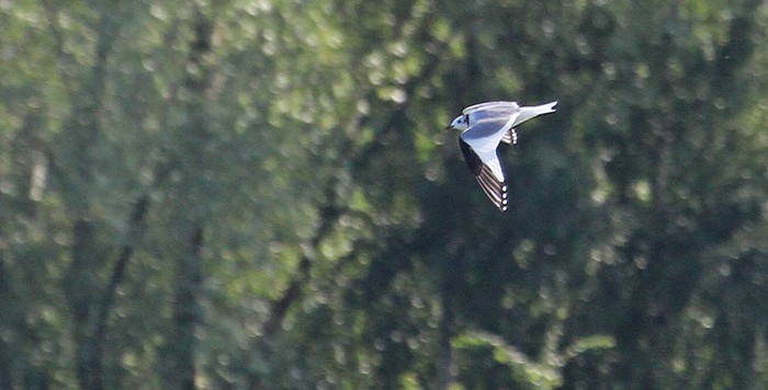Sabine's Gull