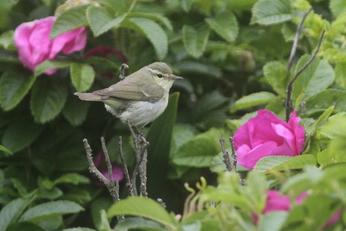 Green Warbler
