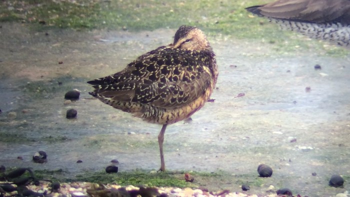 Long-billed Dowitcher