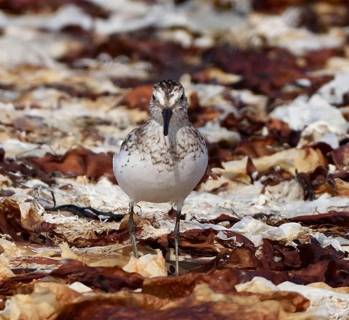 Semipalmated Sandpiper