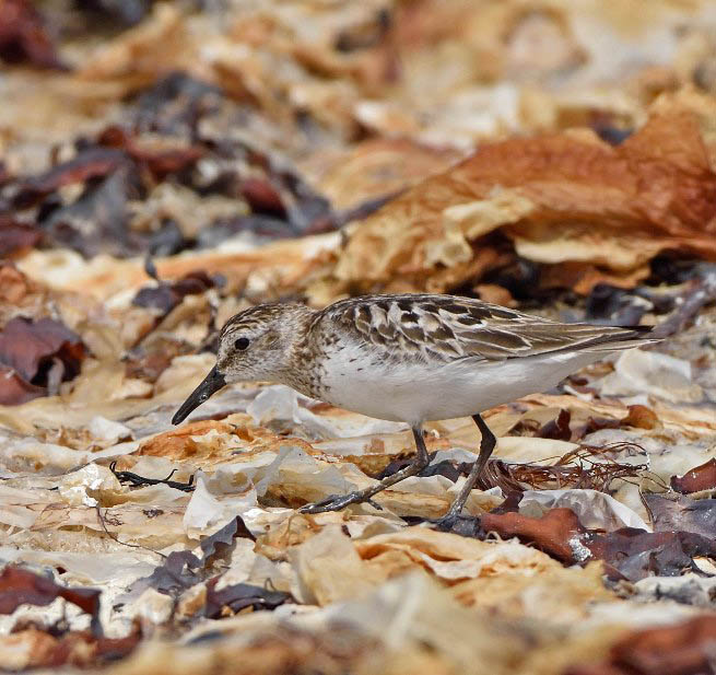 Semipalmated Sandpiper