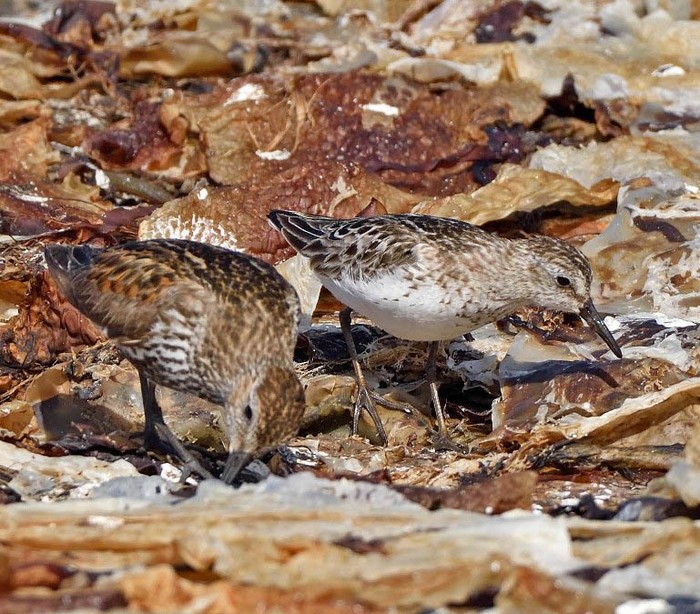 Semipalmated Sandpiper