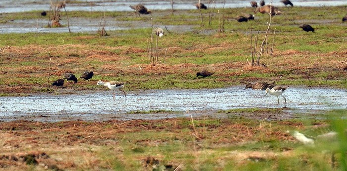 Black-winged Stilt