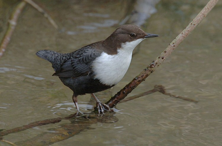 Black-bellied Dipper