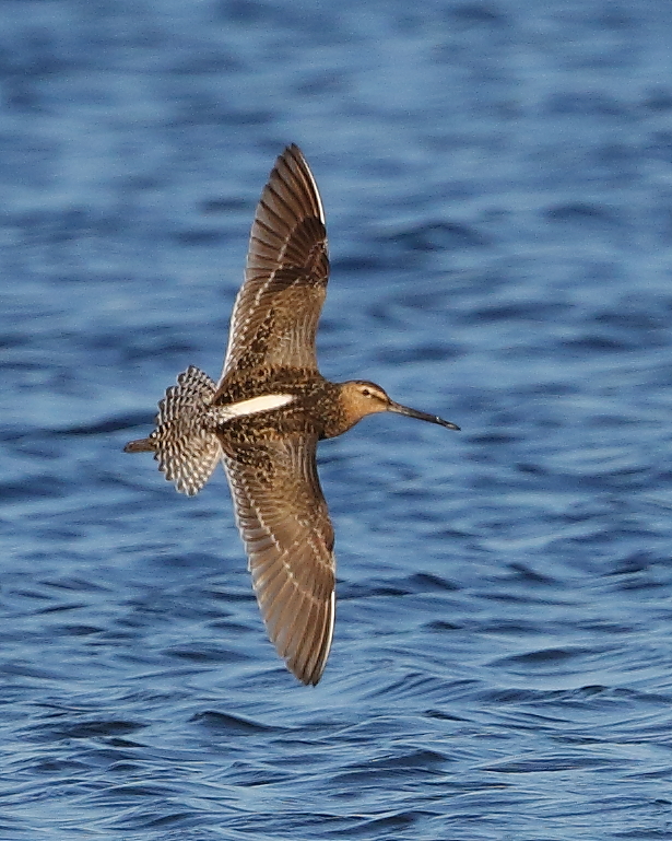 Long-billed Dowitcher