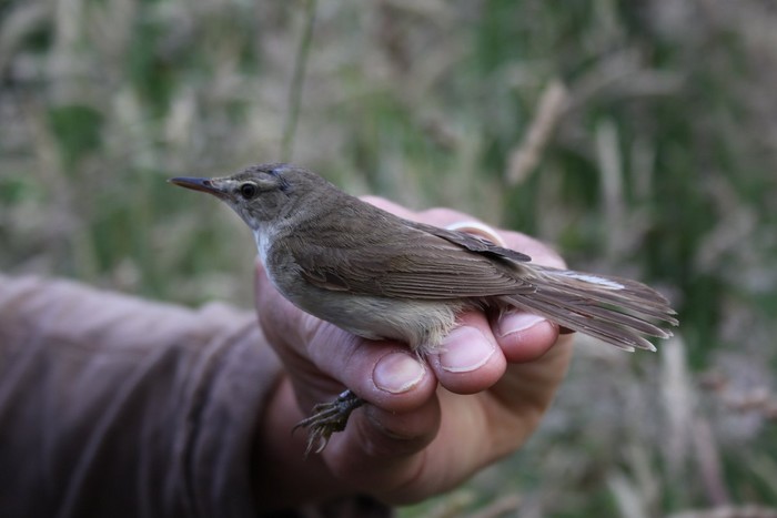 Blyth's Reed Warbler