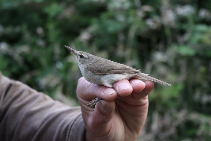 Blyth's Reed Warbler