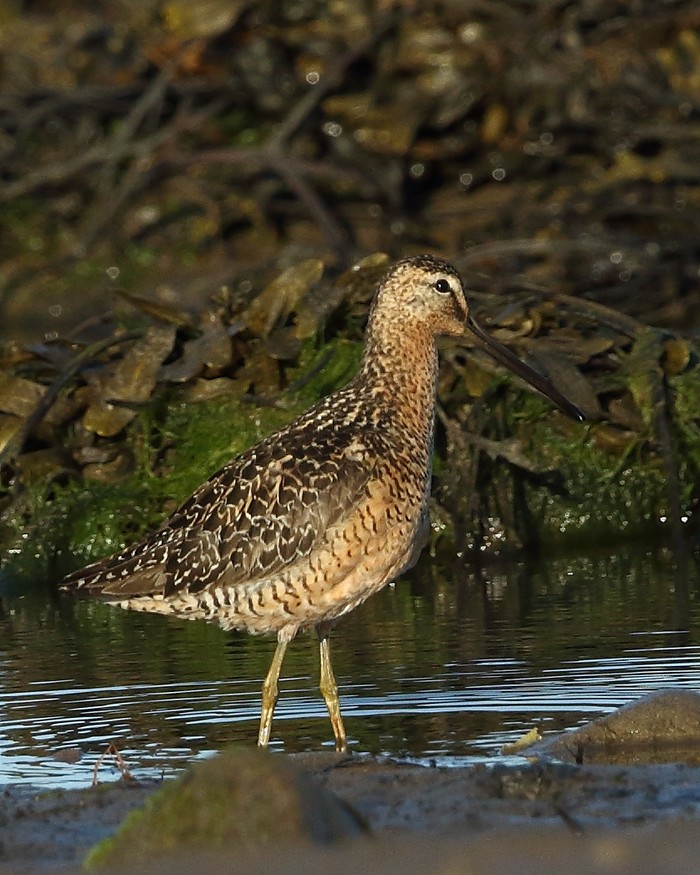 Long-billed Dowitcher