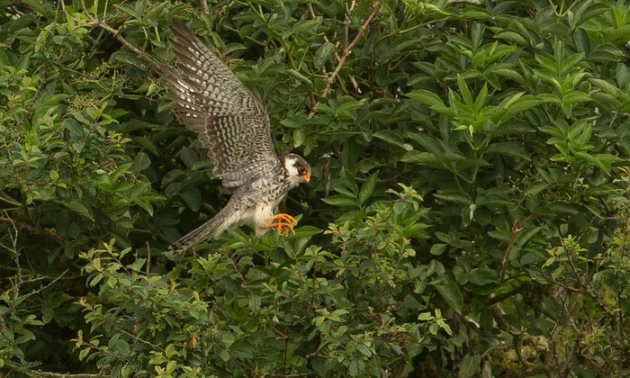 Amur Falcon