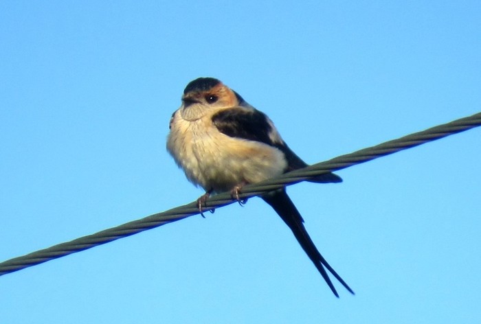 Red-rumped Swallow