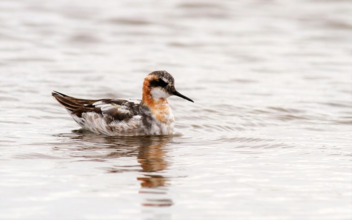 Red-necked Phalarope