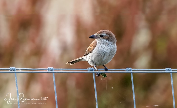 Red-backed Shrike