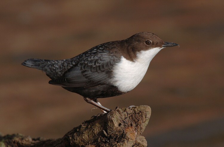Black-bellied Dipper