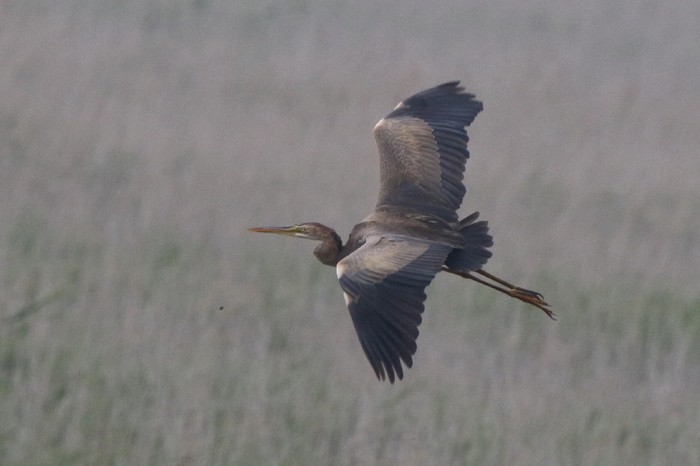 Purple Heron