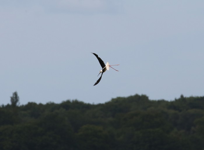 Black-winged Stilt